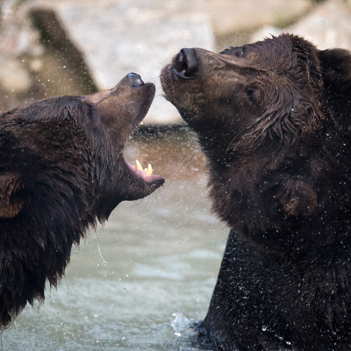 Bären | © Ferleiten