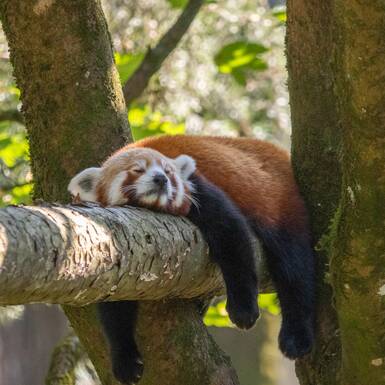 © ZooSBG _ Angie Köppl