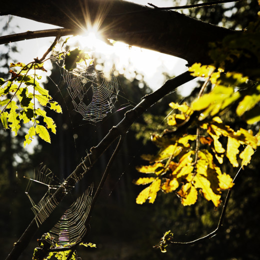 Saalbach Sommer Bike Enduro Downhill Mountainbike | © saalbach.com