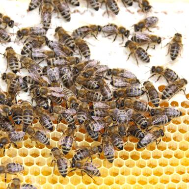 Bienensummen auf der Wabe | © Privat