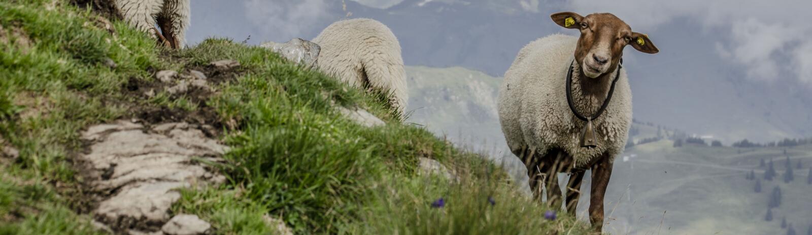 Sheep on Schattberg | © Jakob Zeller