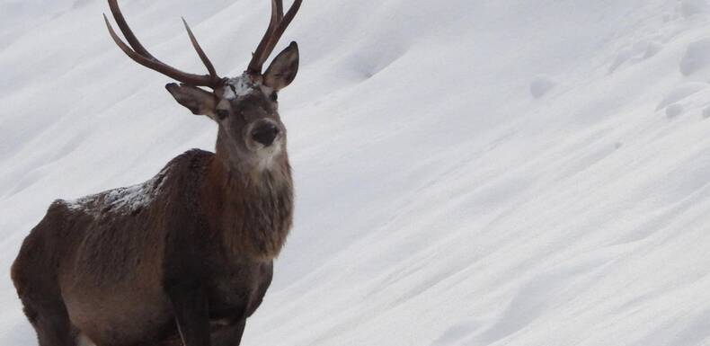 Proud deer | © Christian Feiersinger