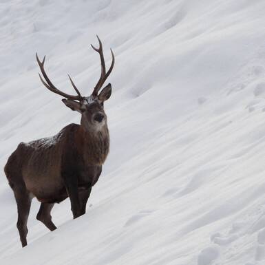 Proud deer | © Christian Feiersinger